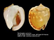 Semicassis zeylanica (10)